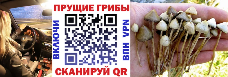 Псилоцибиновые грибы Cubensis  закладка  кракен рабочий сайт  Семёнов 